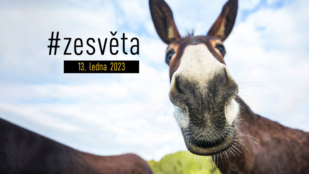 #zesvěta: Oslíčku, otřes se